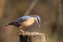 IMG_8949 Nuthatch.JPG